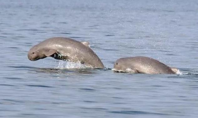 实皆省委勒县区有15头江豚进入栖息生活