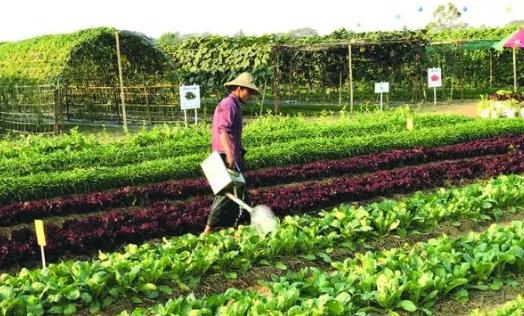 实皆省瑞帽专区在雨作物种植季节期间已种植各种蔬菜1.3万英亩