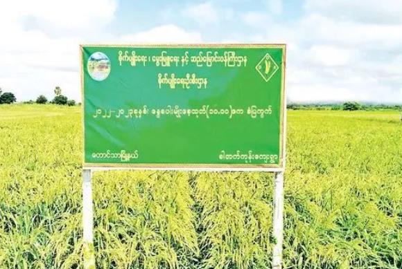 曼德勒省今年夏季稻期间种植的4千多英亩种田已完成收割工作